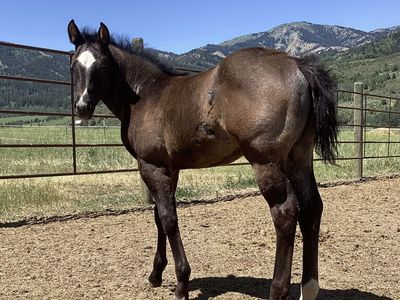 2025 Fancy Blue Roan Filly