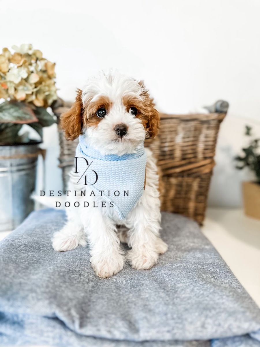 4lb Toy Micro Cavapoo Stud 10/10 Red +/- Bb