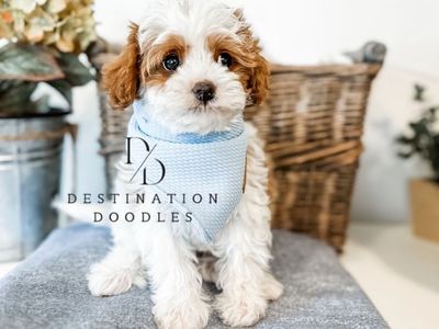 4lb Toy Micro Cavapoo Stud 10/10 Red +/- Bb
