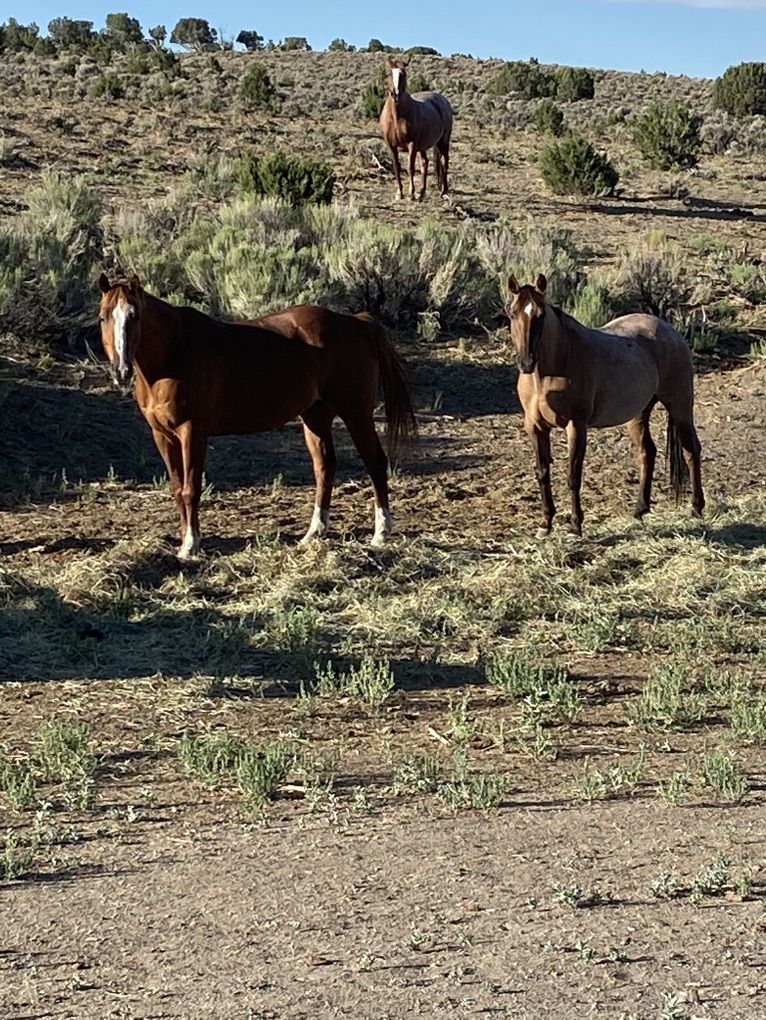 Kid Proof Horses