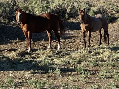 Kid Proof Horses