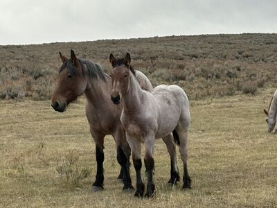 Bay roan Full Draft (SOLD)