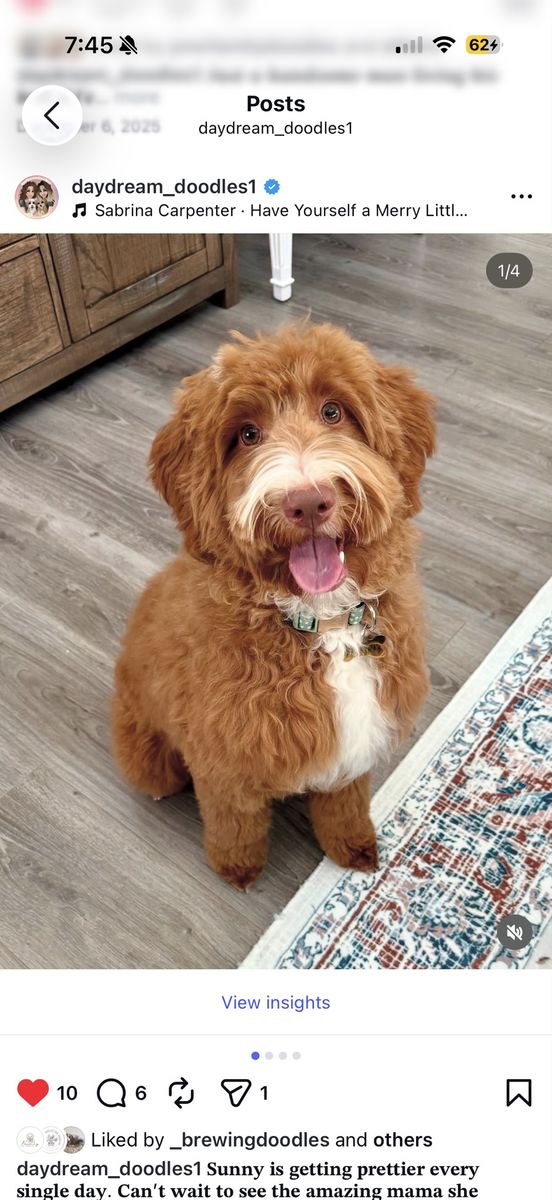 FREE 1 year old Mini Goldendoodle