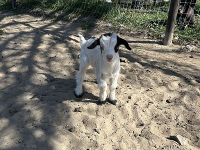 Mini silky fainting Baby Goats for Sale