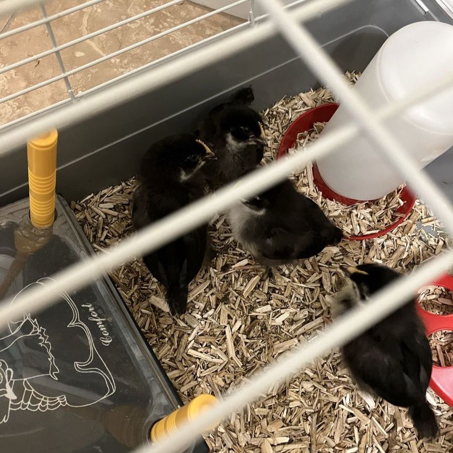 2 week old chicks