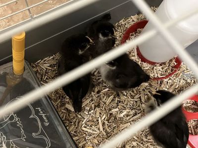 2 week old chicks