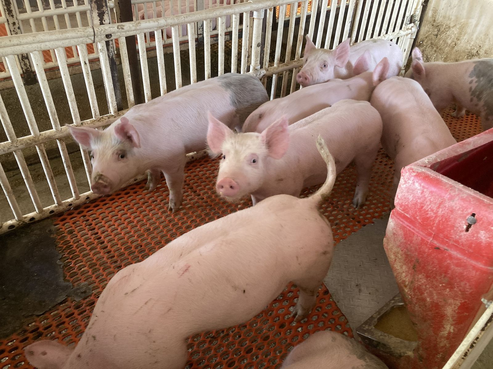 Roaster Pigs