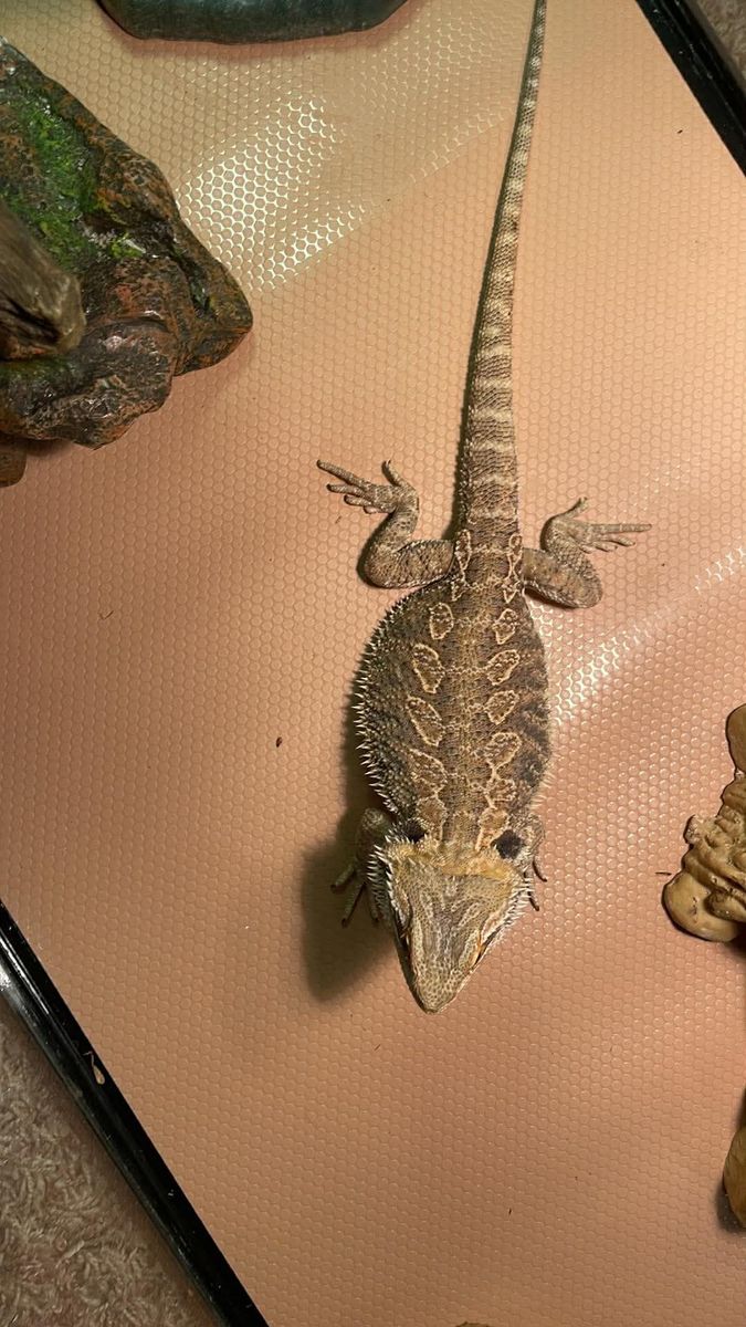 Bearded Dragon