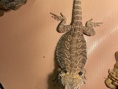 Bearded Dragon