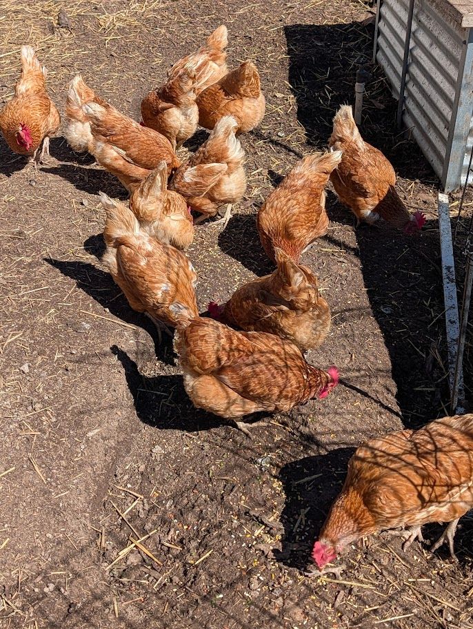 2 yr old Red Star Sexlink Layers