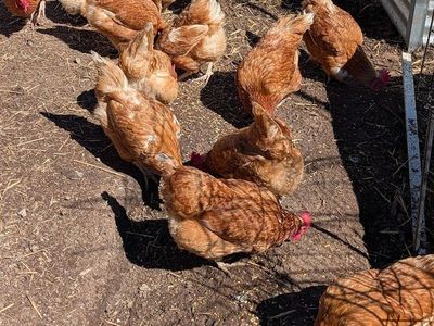 2 yr old Red Star Sexlink Layers