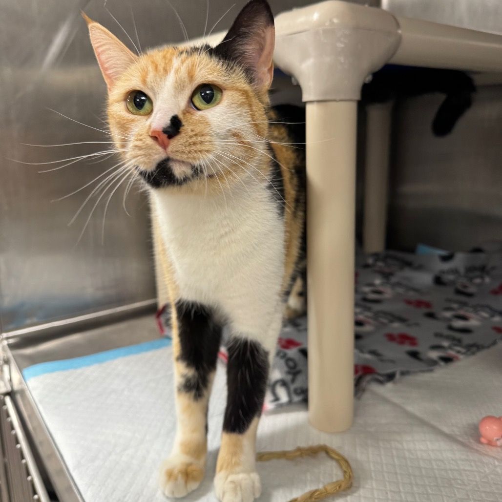 Hello my name is Dottie