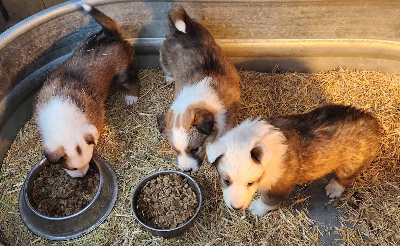 Sheltie/Red Heeler Puppies