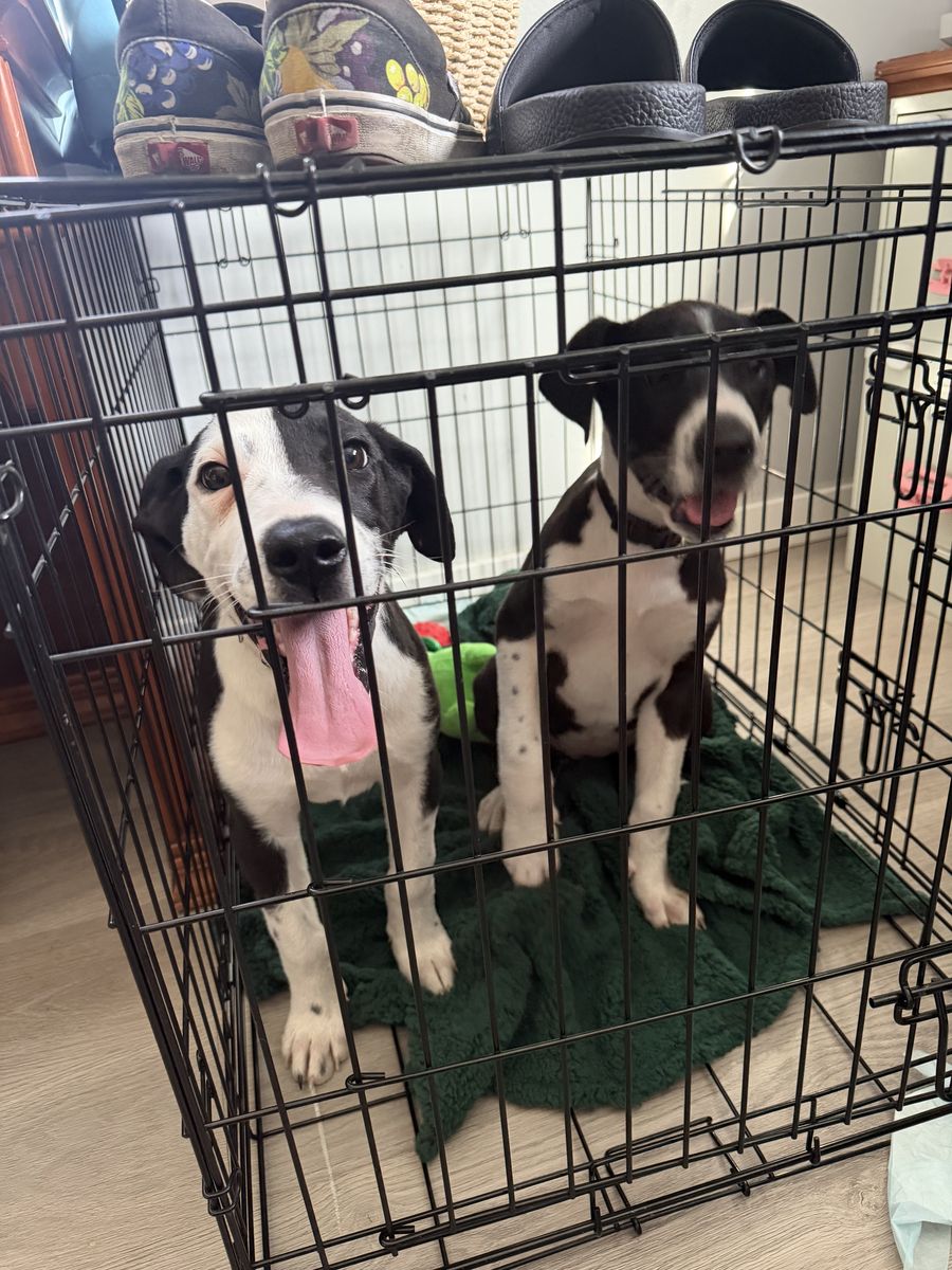 Great Dane/Collie mix Puppies