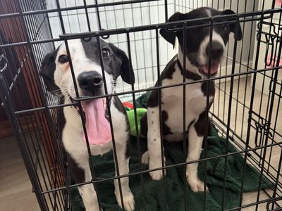 Great Dane/Collie mix Puppies