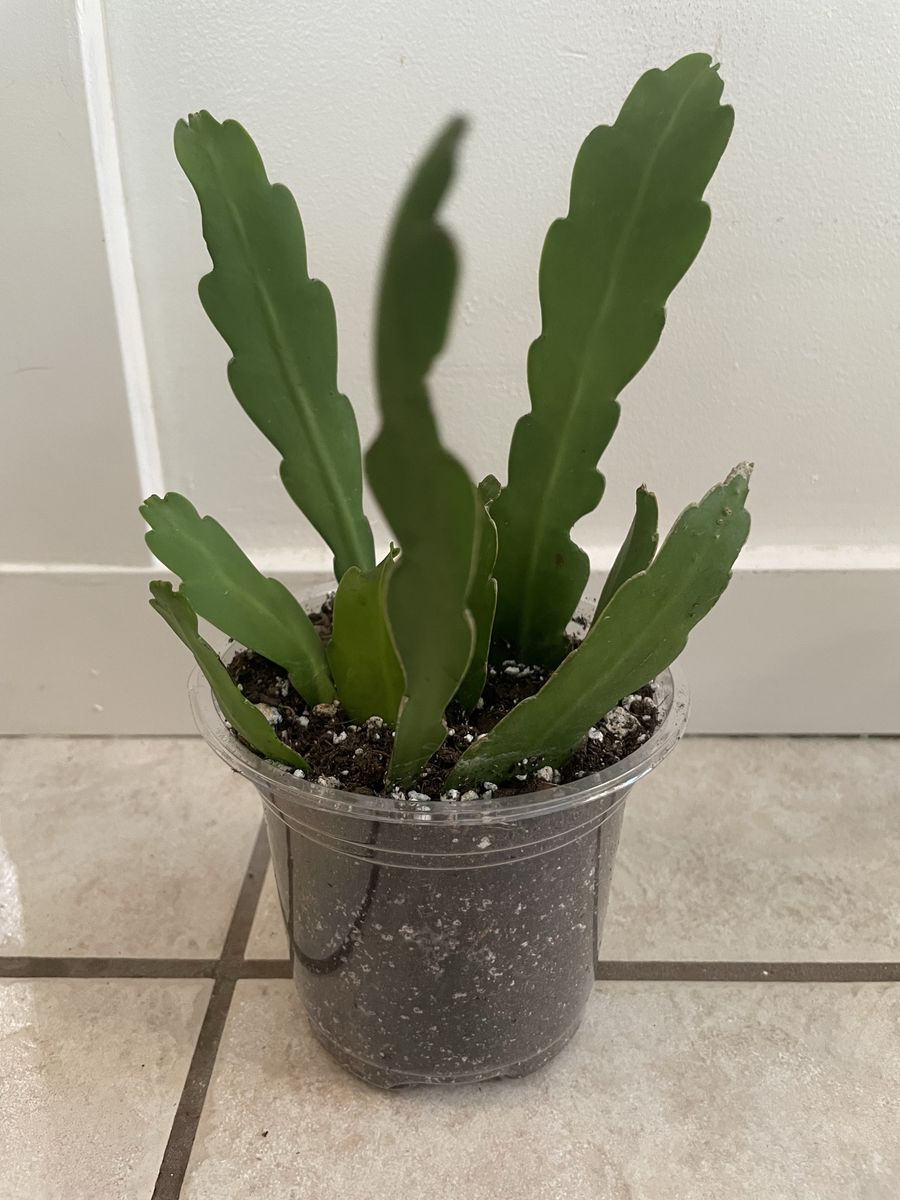 Orchid Cactus