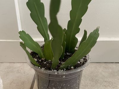Orchid Cactus