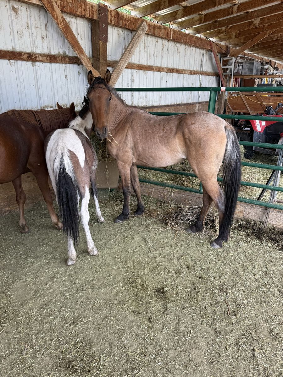 Yearling filly