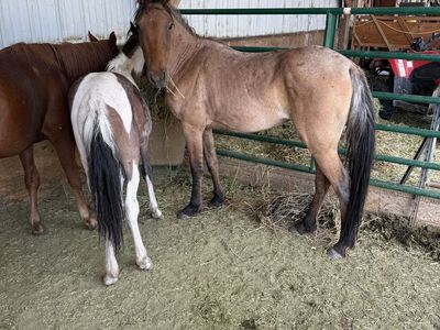 Yearling filly