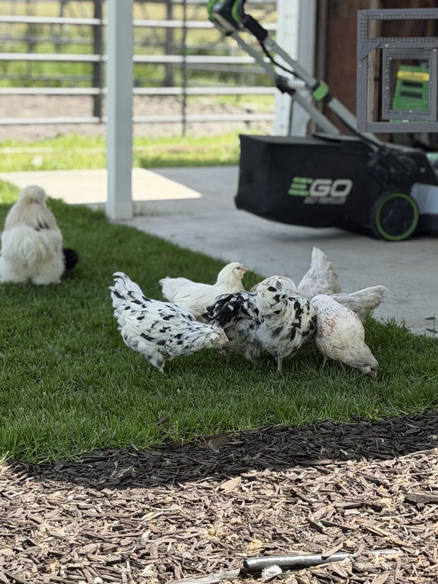 Chicks for Sale — Multiple Breeds, Healthy & Well‑Started
