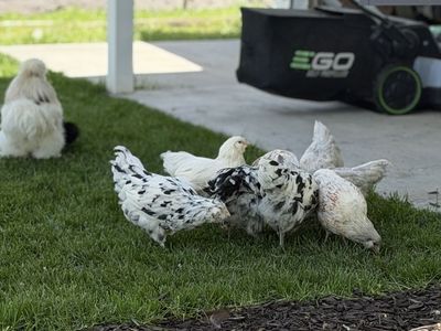 Chicks for Sale — Multiple Breeds, Healthy & Well‑Started