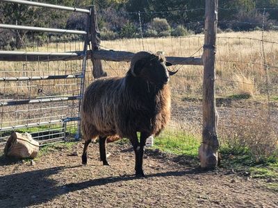 Navajo Churro Ram-Proven and Powerful