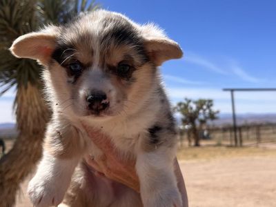 Corgi Puppies
