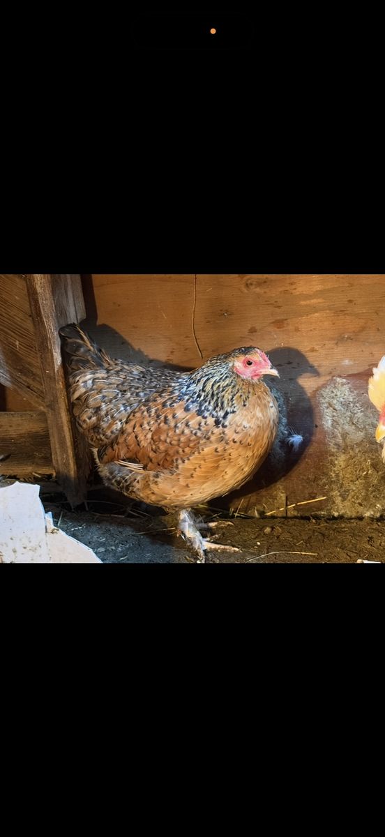 Two Adult Hen for Sale - Mille Cochin