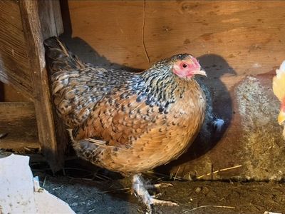 Two Adult Hen for Sale - Mille Cochin
