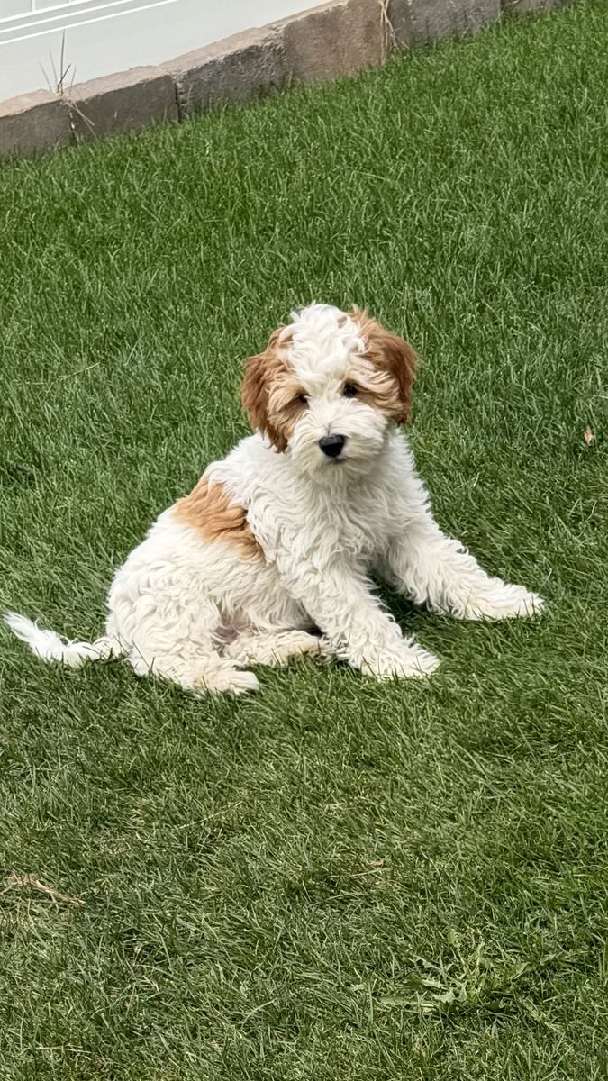 Trained 12 week old mini Goldendoodle boy