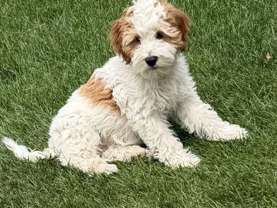 Trained 12 week old mini Goldendoodle boy