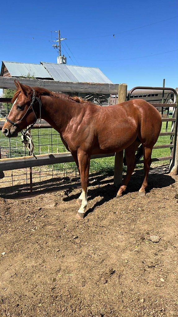 Aqha 2 Year Old Filly