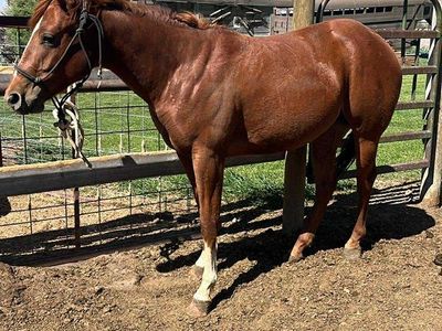 Aqha 2 Year Old Filly