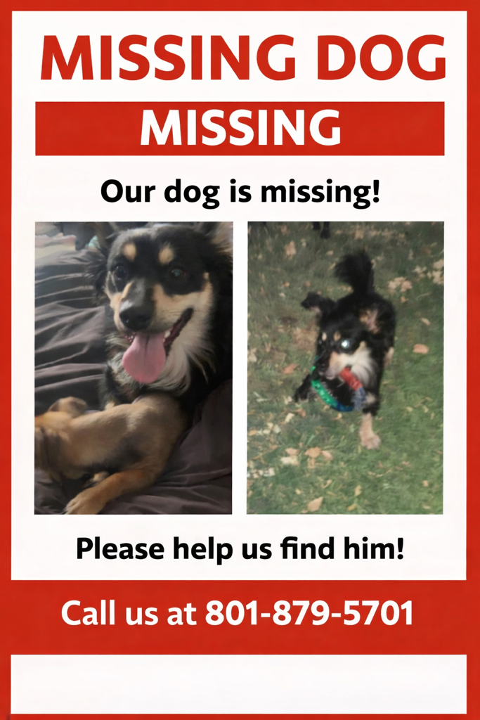 Missing chihuahua weenie dog mix