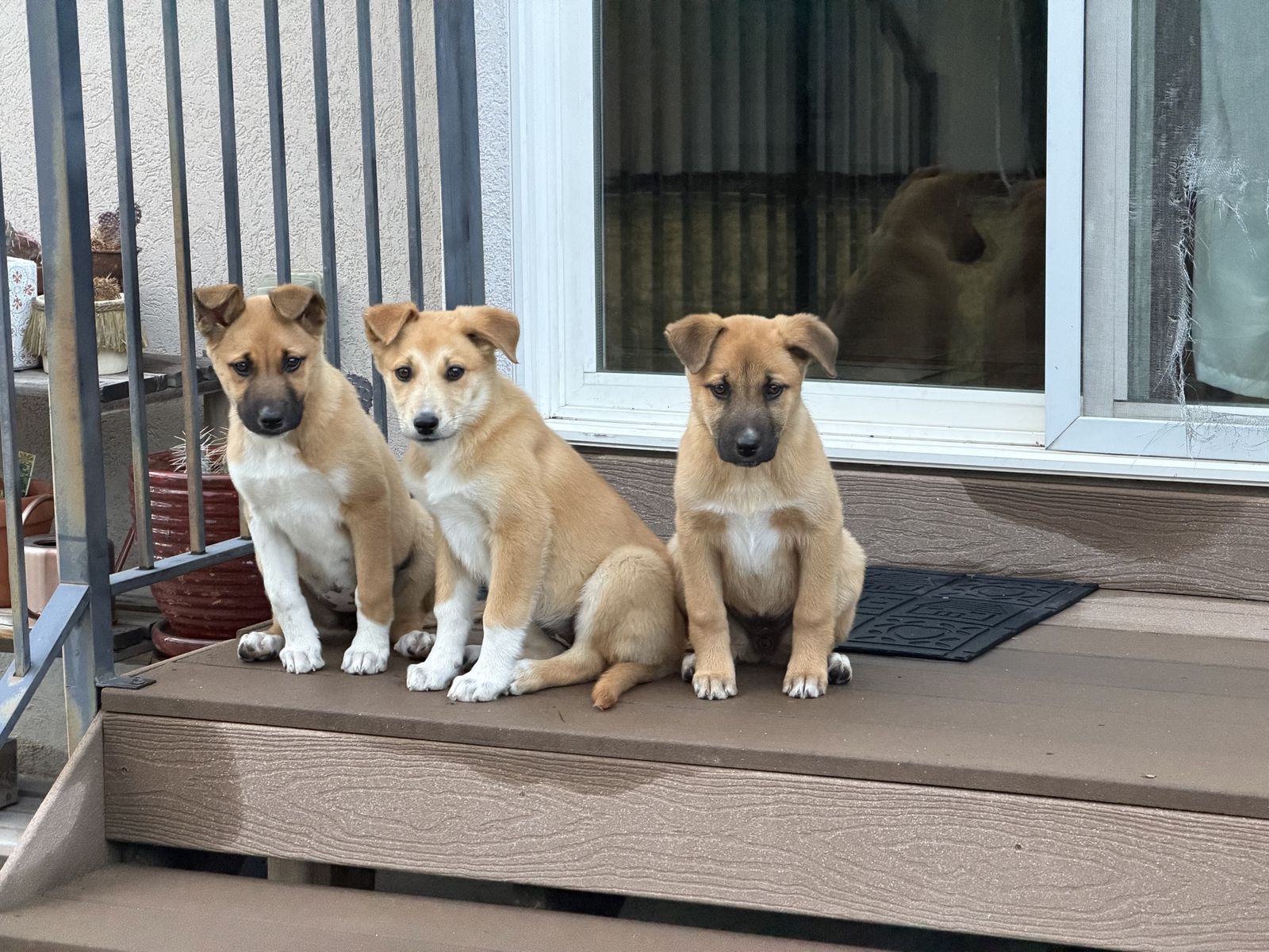 German Shepherd/ golden lab puppies