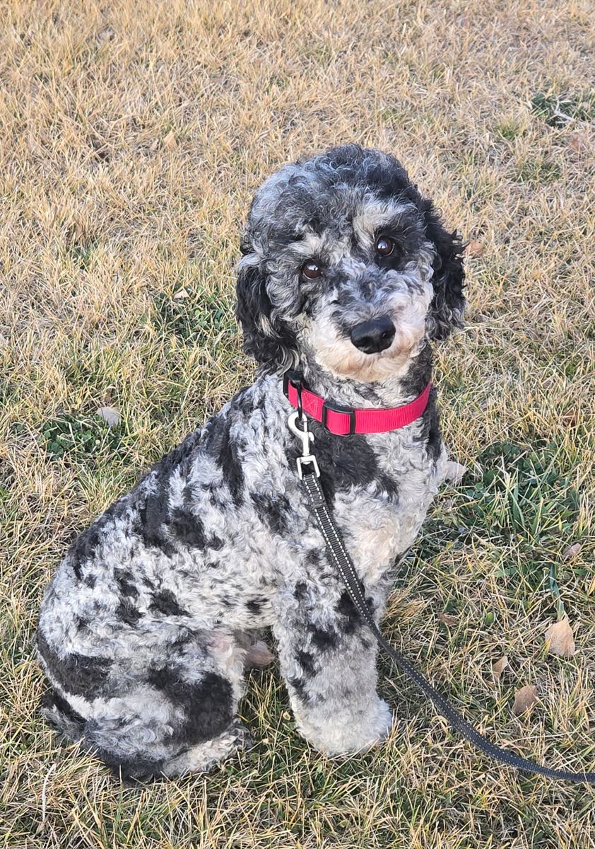AKC merle phantom small standard poodle stud