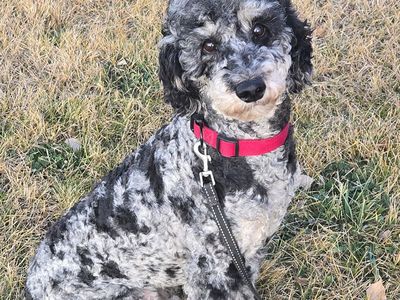 AKC merle phantom small standard poodle stud