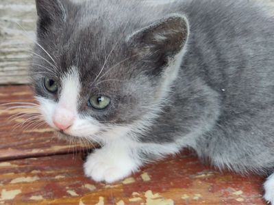 7 week old kittens