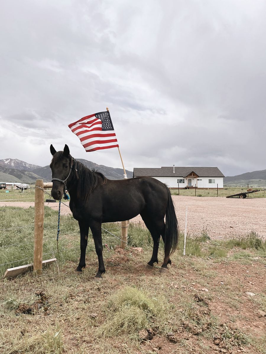 Registered Tennessee Walker Mare