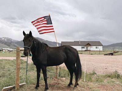 Registered Tennessee Walker Mare