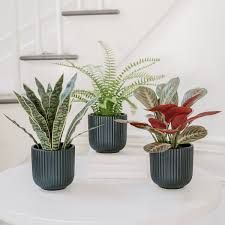 Faux Decorative Plant Trio  1987502  #106068