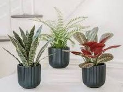 Faux Decorative Plant Trio 1987502 #106068