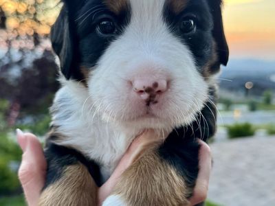 Bernese Mountain Dog Puppies - AKC Parents, OFA & CHIC Certified