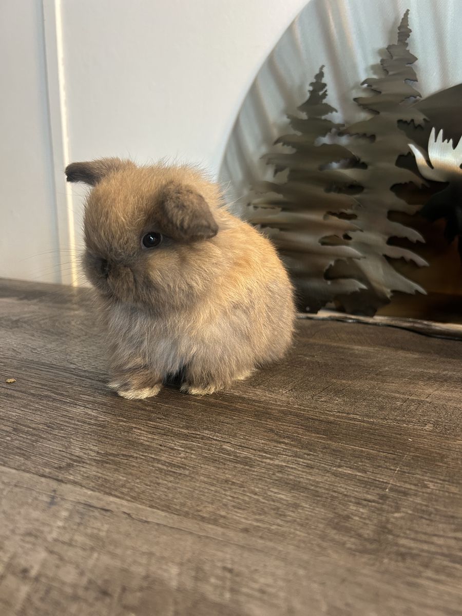 Holland Lop Doe