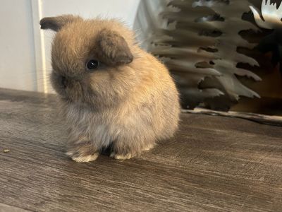 Holland Lop Doe