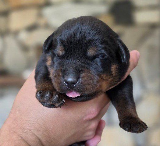 #1 Rated AKC German Rottweiler Puppies