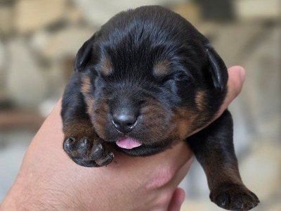 #1 Rated AKC German Rottweiler Puppies