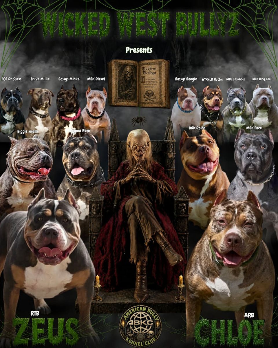American XL Bully Puppies
