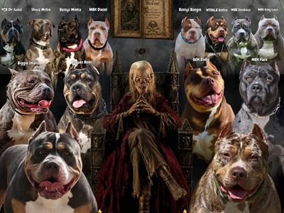 American XL Bully Puppies