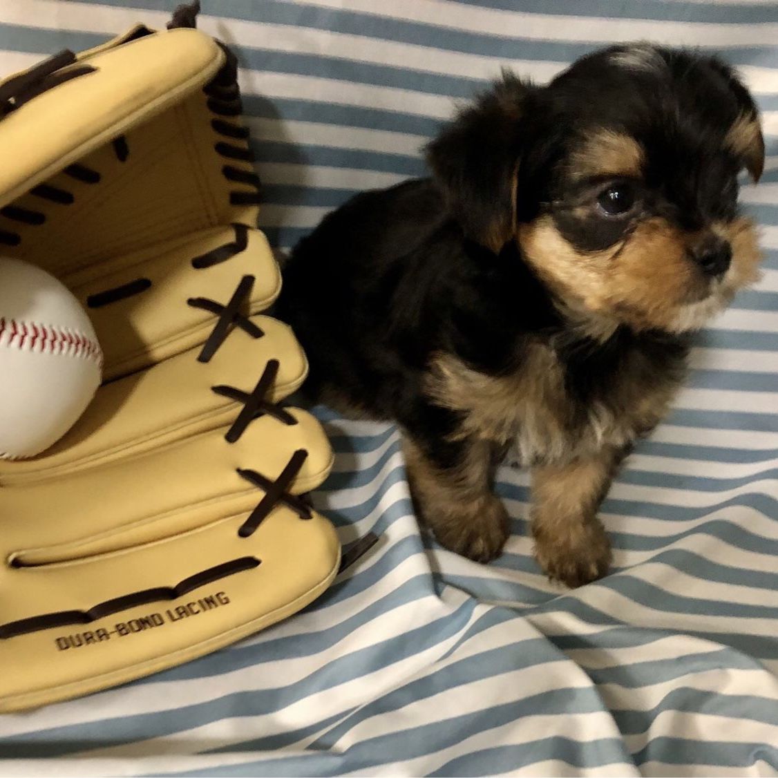 Tiny Yorkie Puppy; Exquisite!